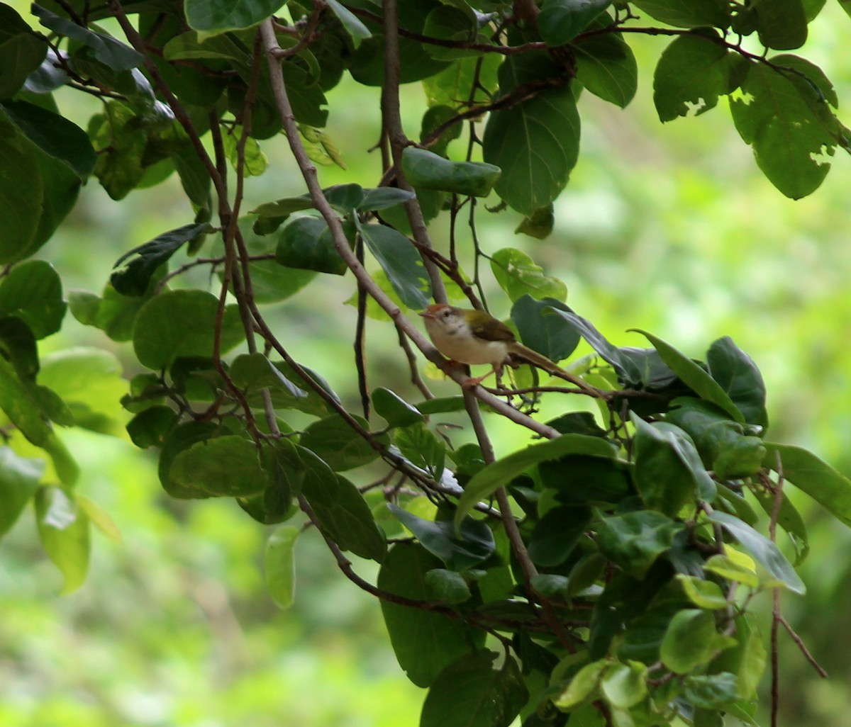 Rotstirn-Schneidervogel - ML206253151