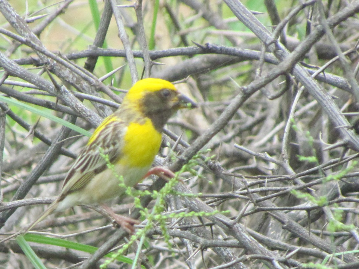 Baya Weaver - Rajubhai Patel