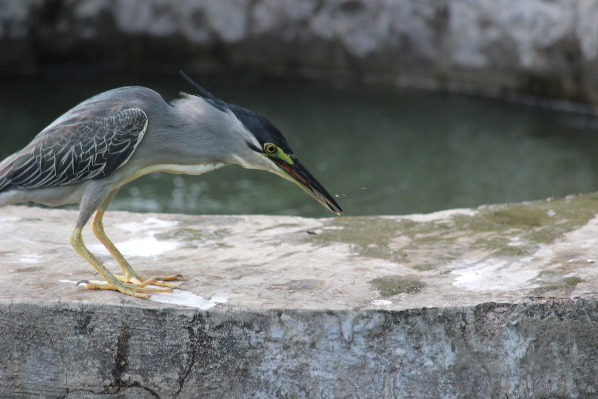 Striated Heron - ML206253821