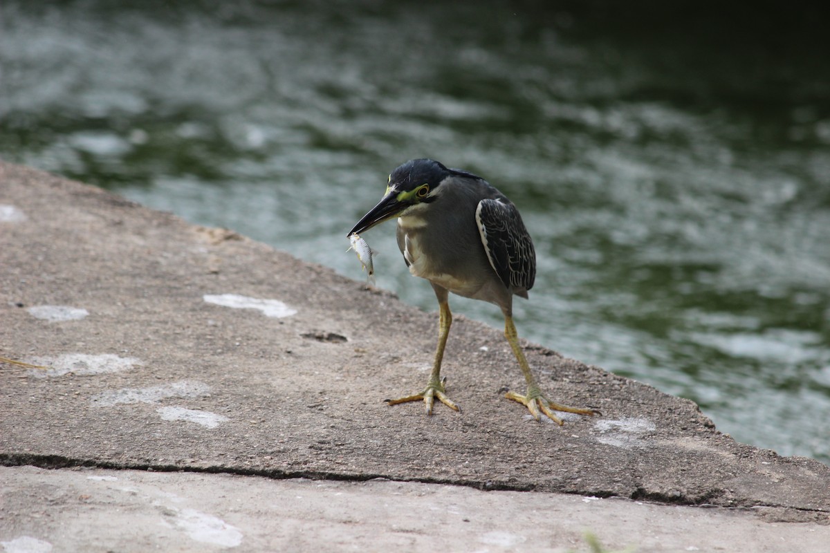 Striated Heron - ML206253841