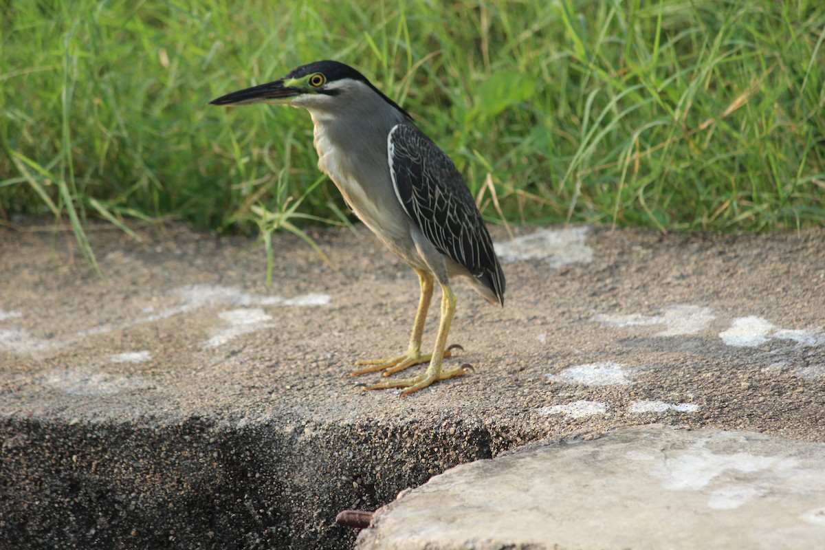 Striated Heron - Rajubhai Patel