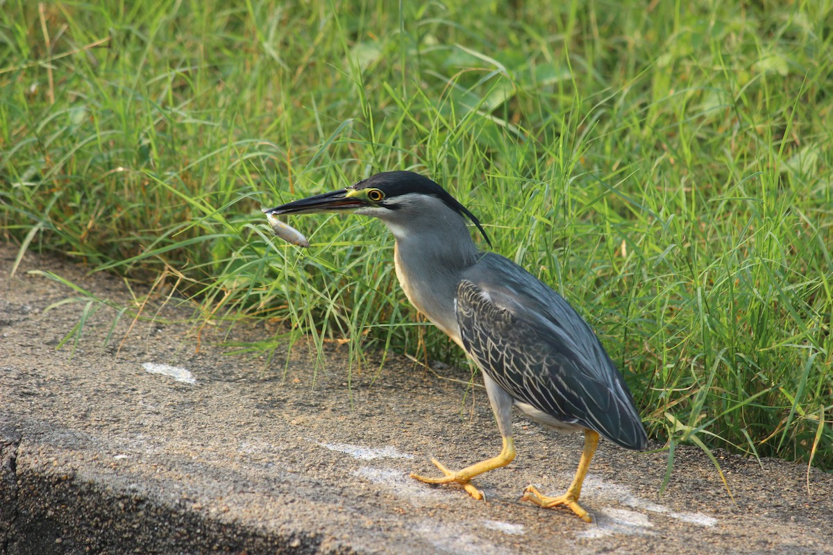 Striated Heron - Rajubhai Patel