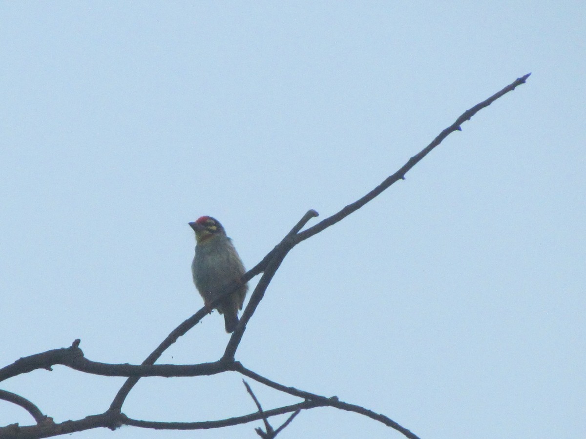 Coppersmith Barbet - ML206254061