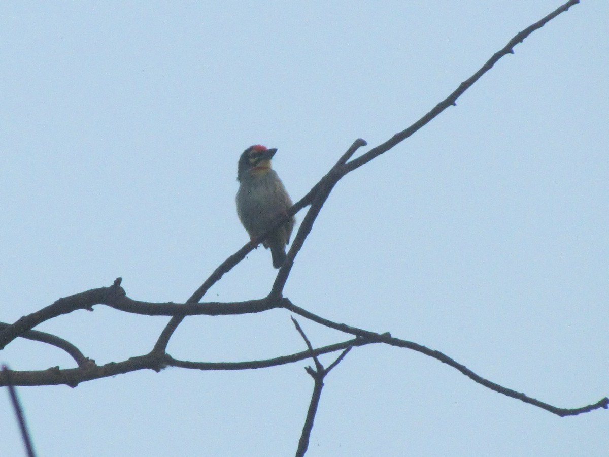 Coppersmith Barbet - ML206254071