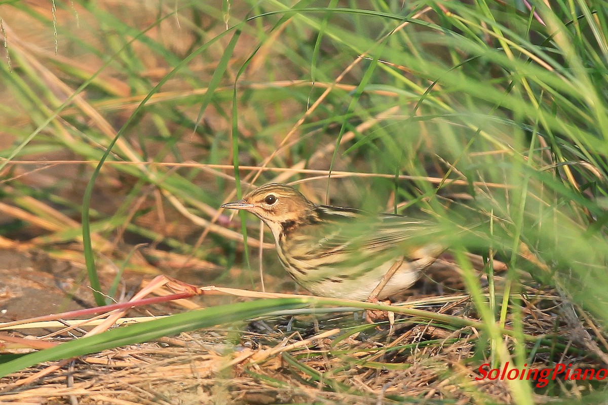 Pipit de la Petchora - ML20625431