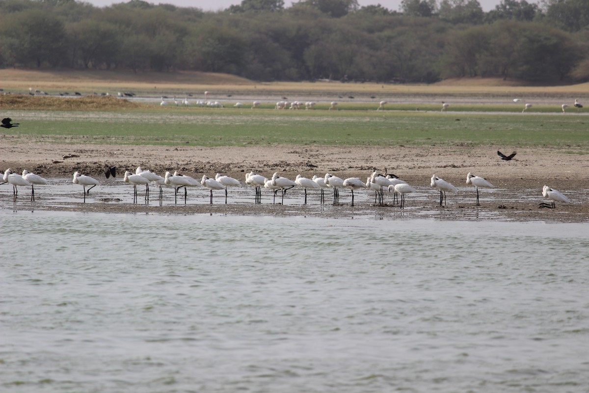 Eurasian Spoonbill - Rajubhai Patel