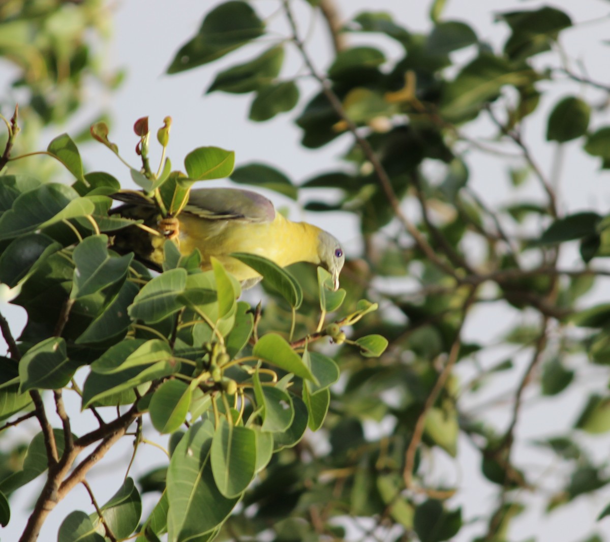 Yellow-footed Green-Pigeon - ML206254911