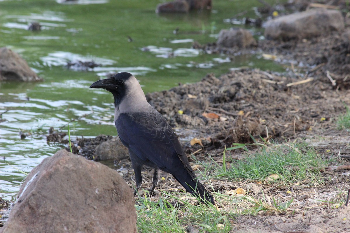 House Crow - ML206254981