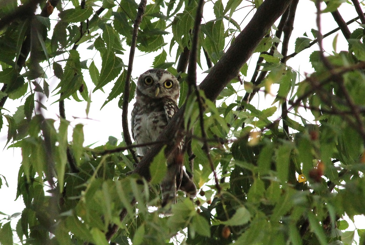 Spotted Owlet - Rajubhai Patel