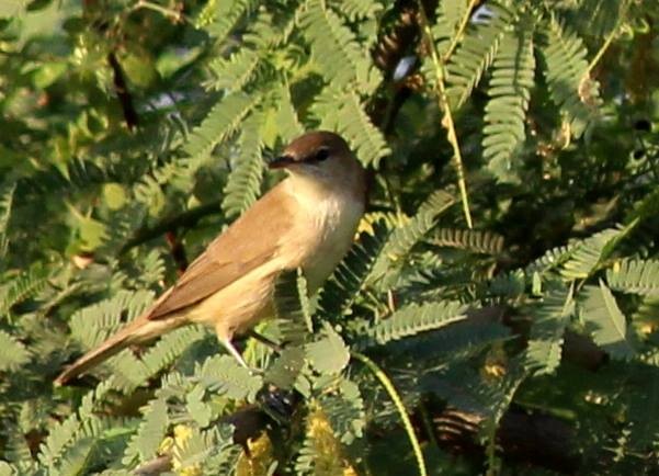 Clamorous Reed Warbler - Rajubhai Patel