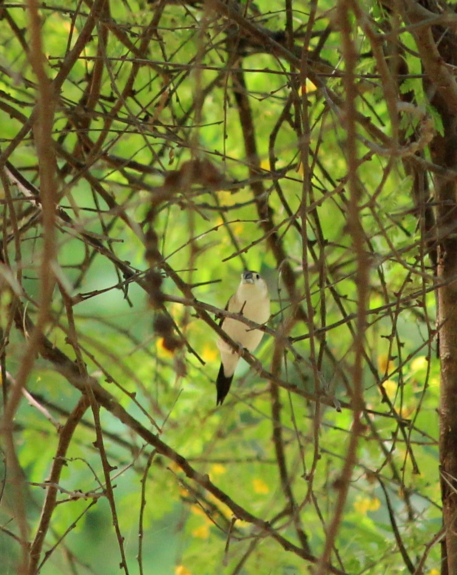 Indian Silverbill - Rajubhai Patel