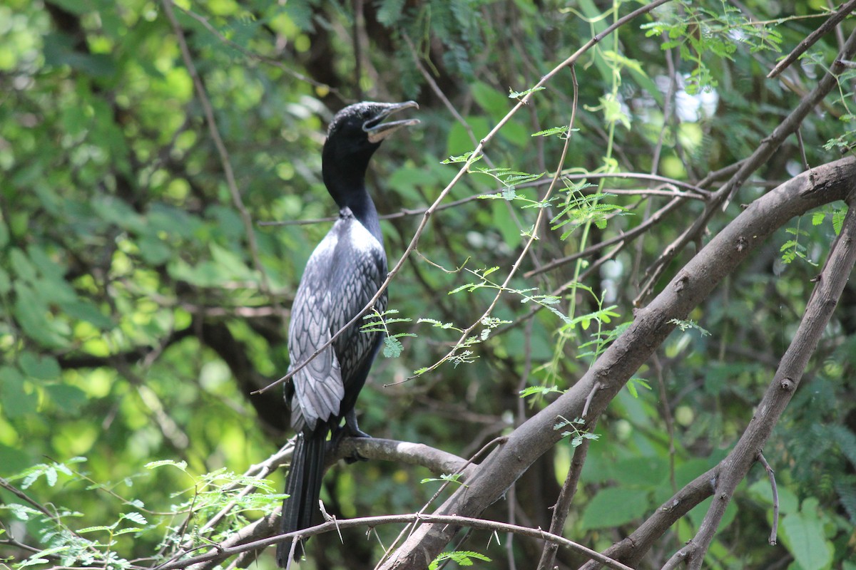 Little Cormorant - Rajubhai Patel