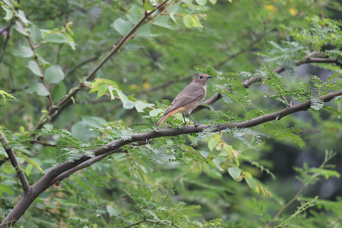 Black Redstart - Rajubhai Patel