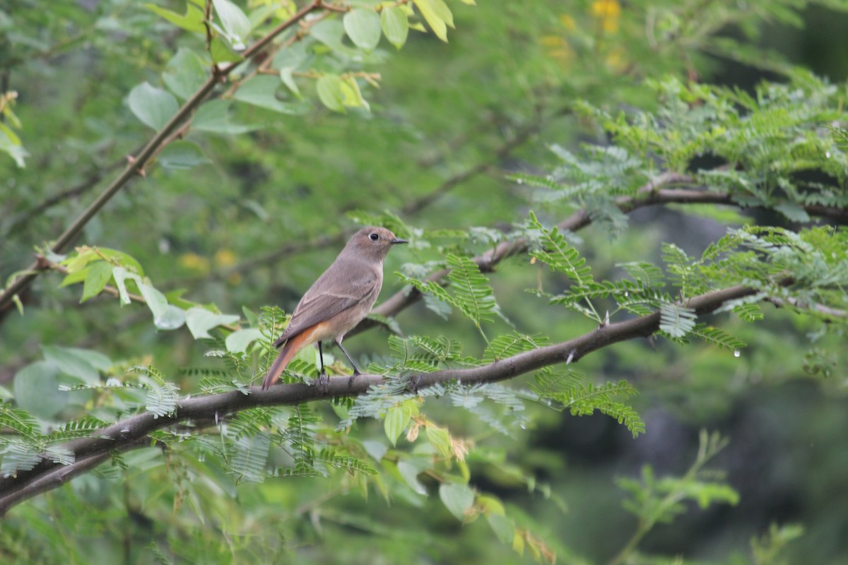 Black Redstart - Rajubhai Patel