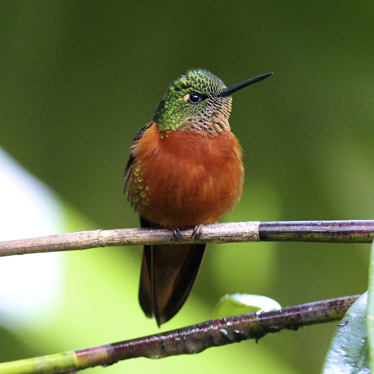 kolibřík peruánský - ML206256861