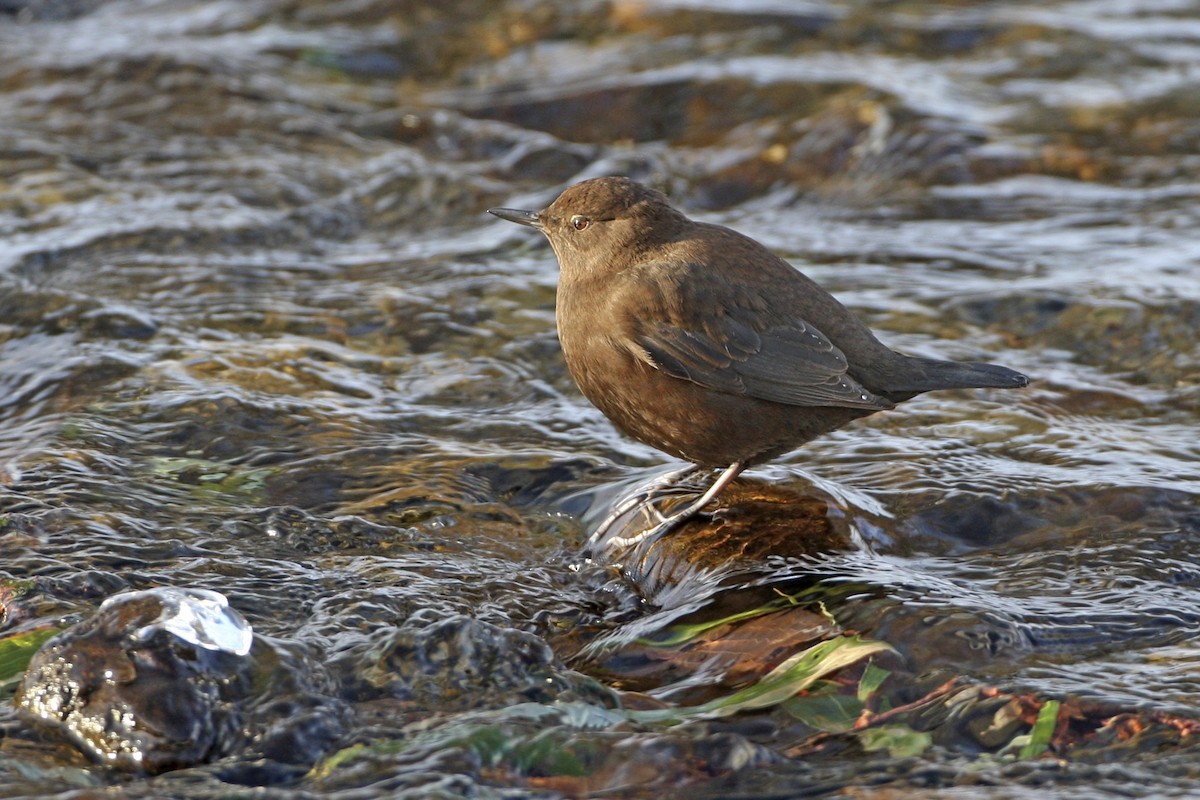 Brown Dipper - ML206256921