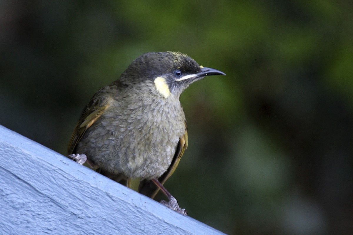 Lewin's Honeyeater - ML206256951