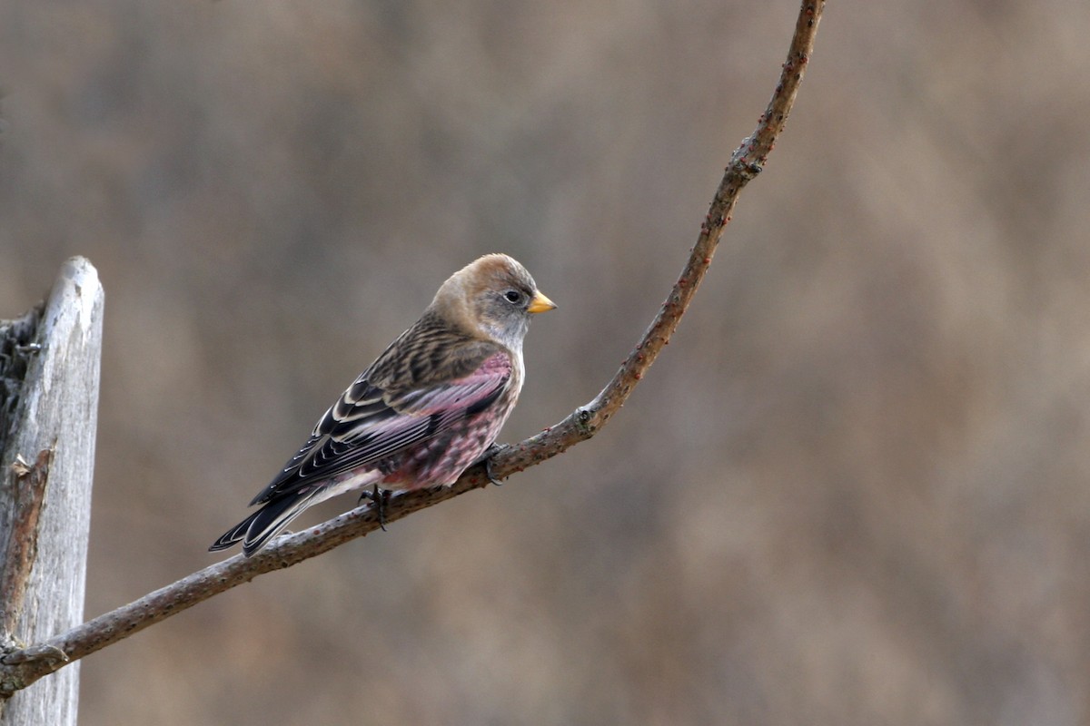 Asian Rosy-Finch - ML206256981