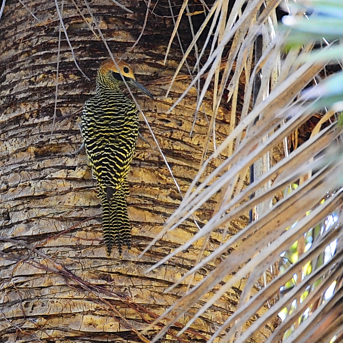 Fernandina's Flicker - ML206257101