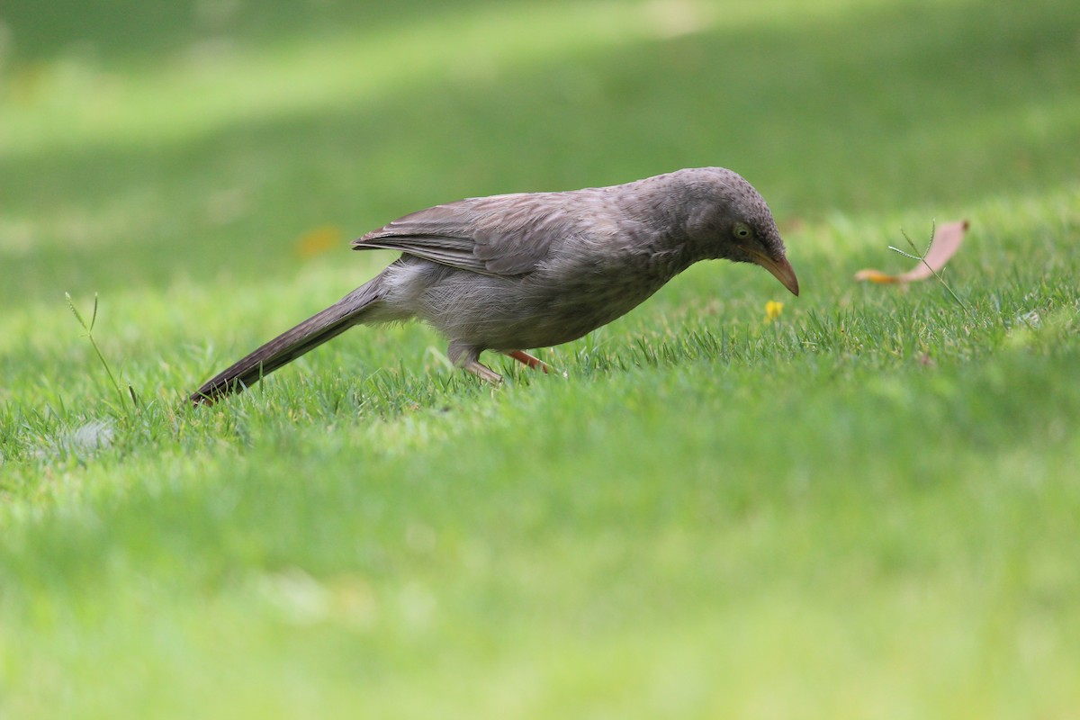 Jungle Babbler (Jungle) - ML206257191