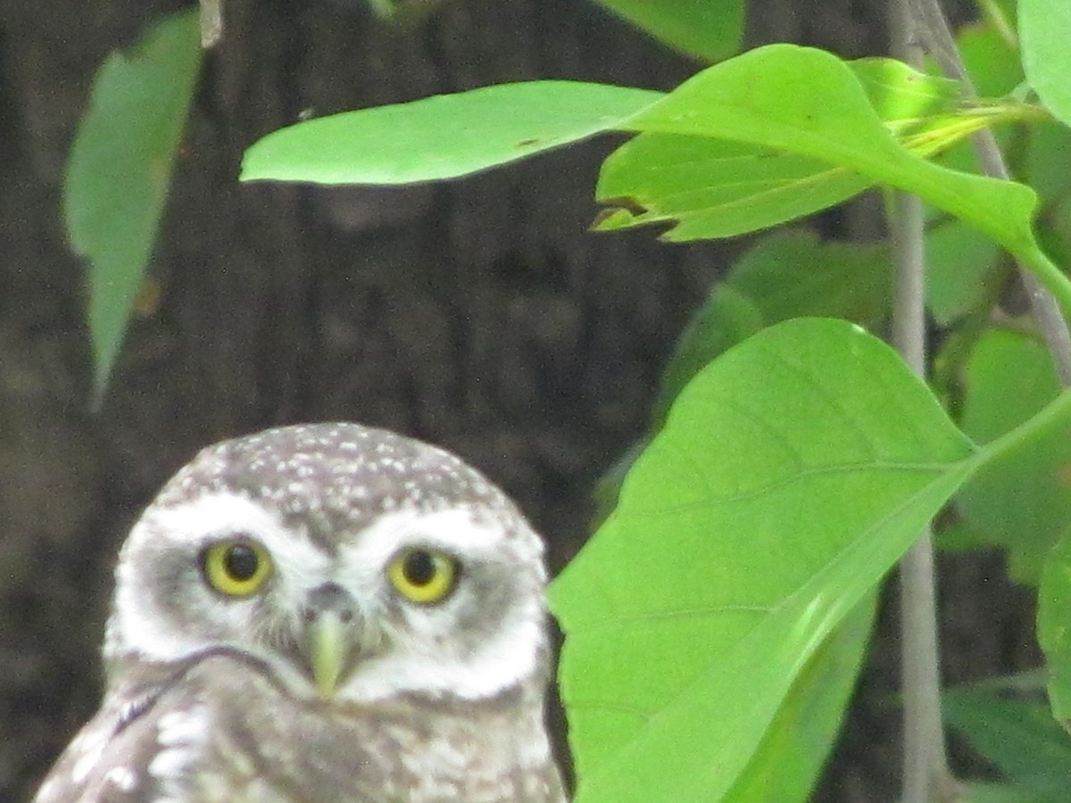 Spotted Owlet - ML206257671