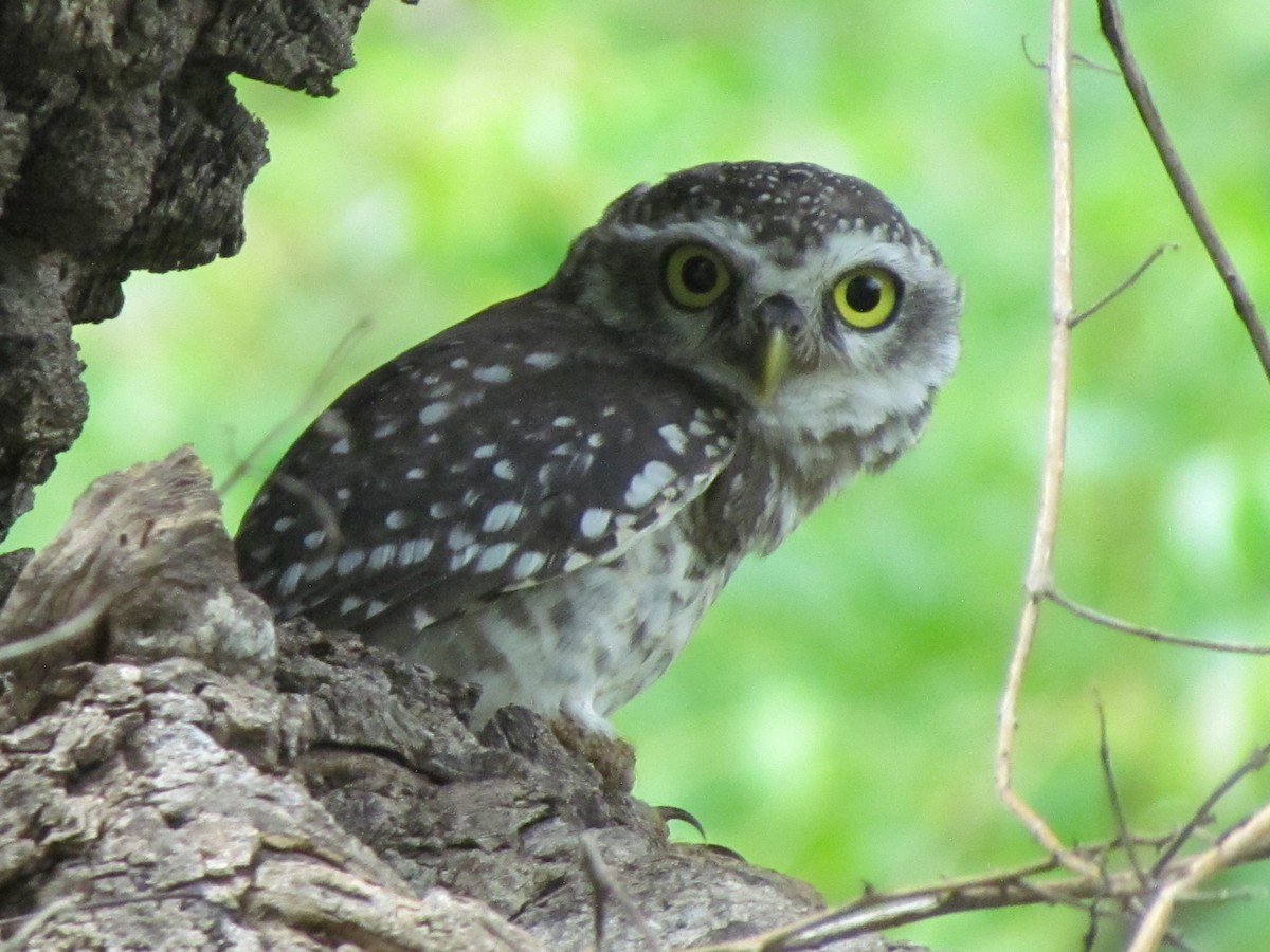 Spotted Owlet - Rajubhai Patel