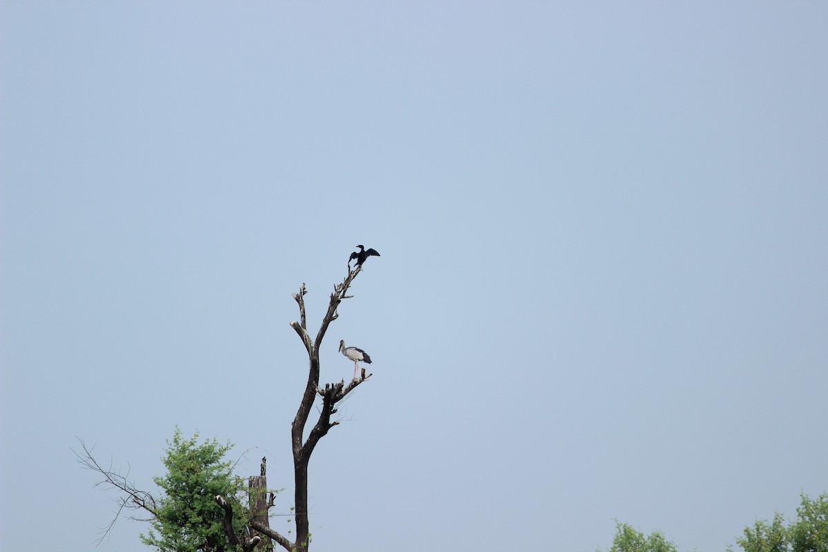 Asian Openbill - ML206258021