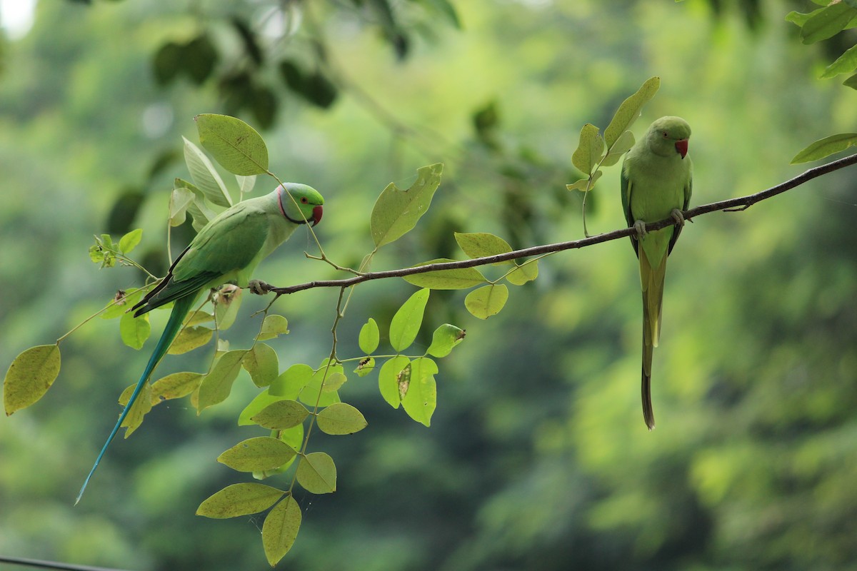 Rose-ringed Parakeet - ML206258101