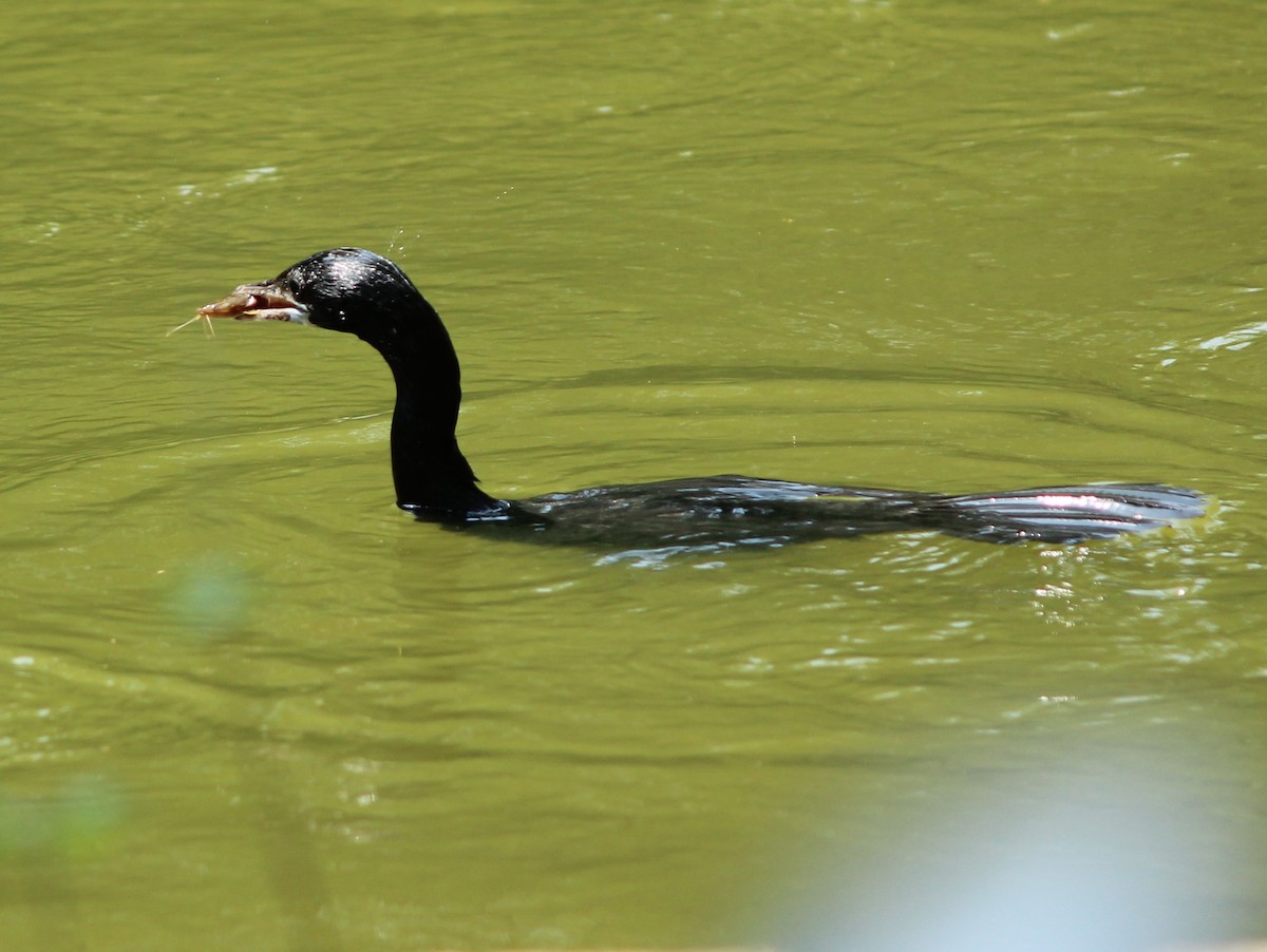 Little Cormorant - ML206258111