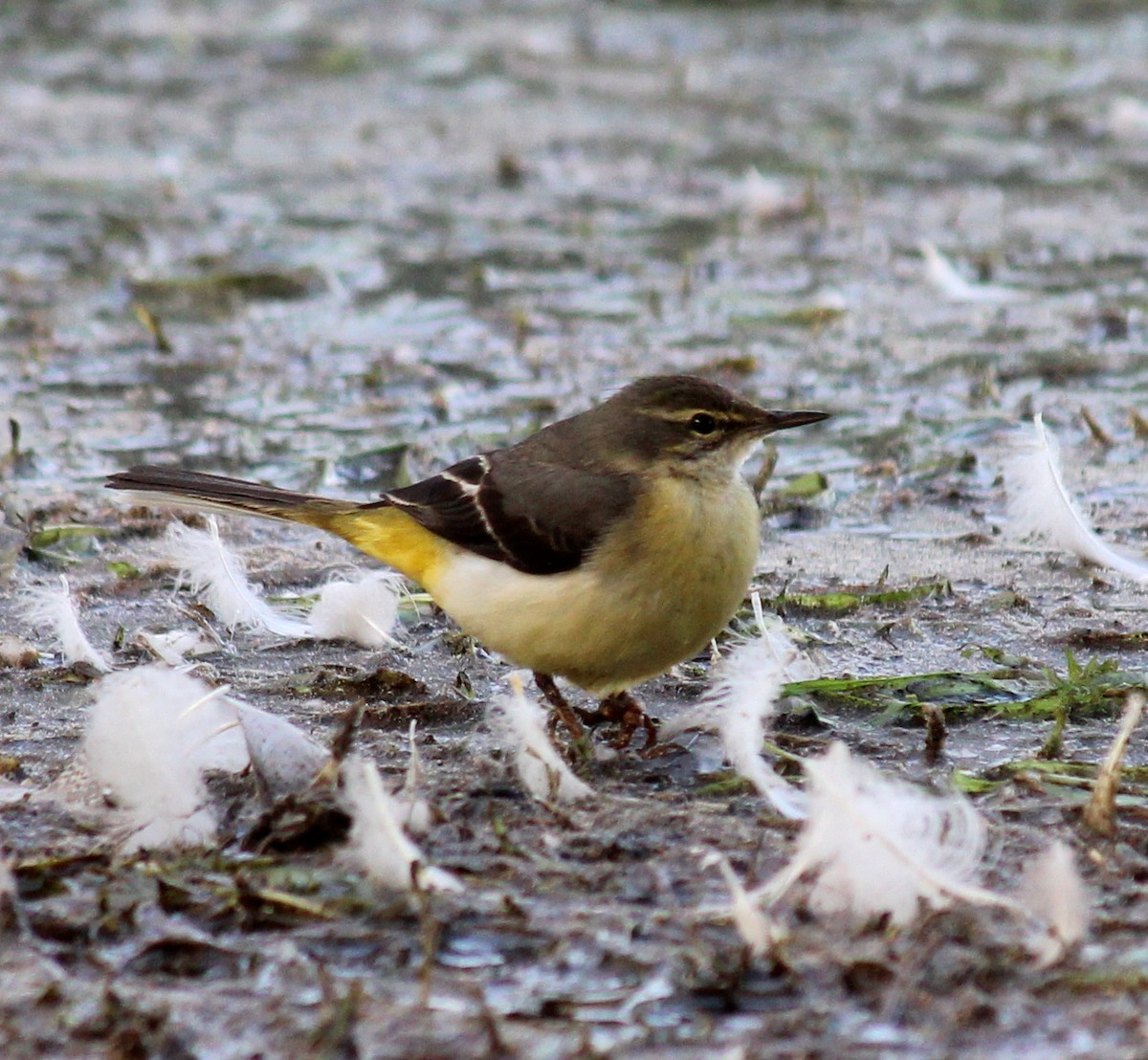 Gray Wagtail - ML206258241