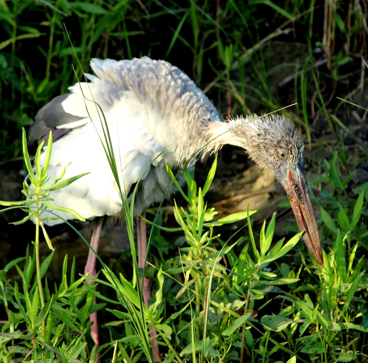 Asian Openbill - Rajubhai Patel