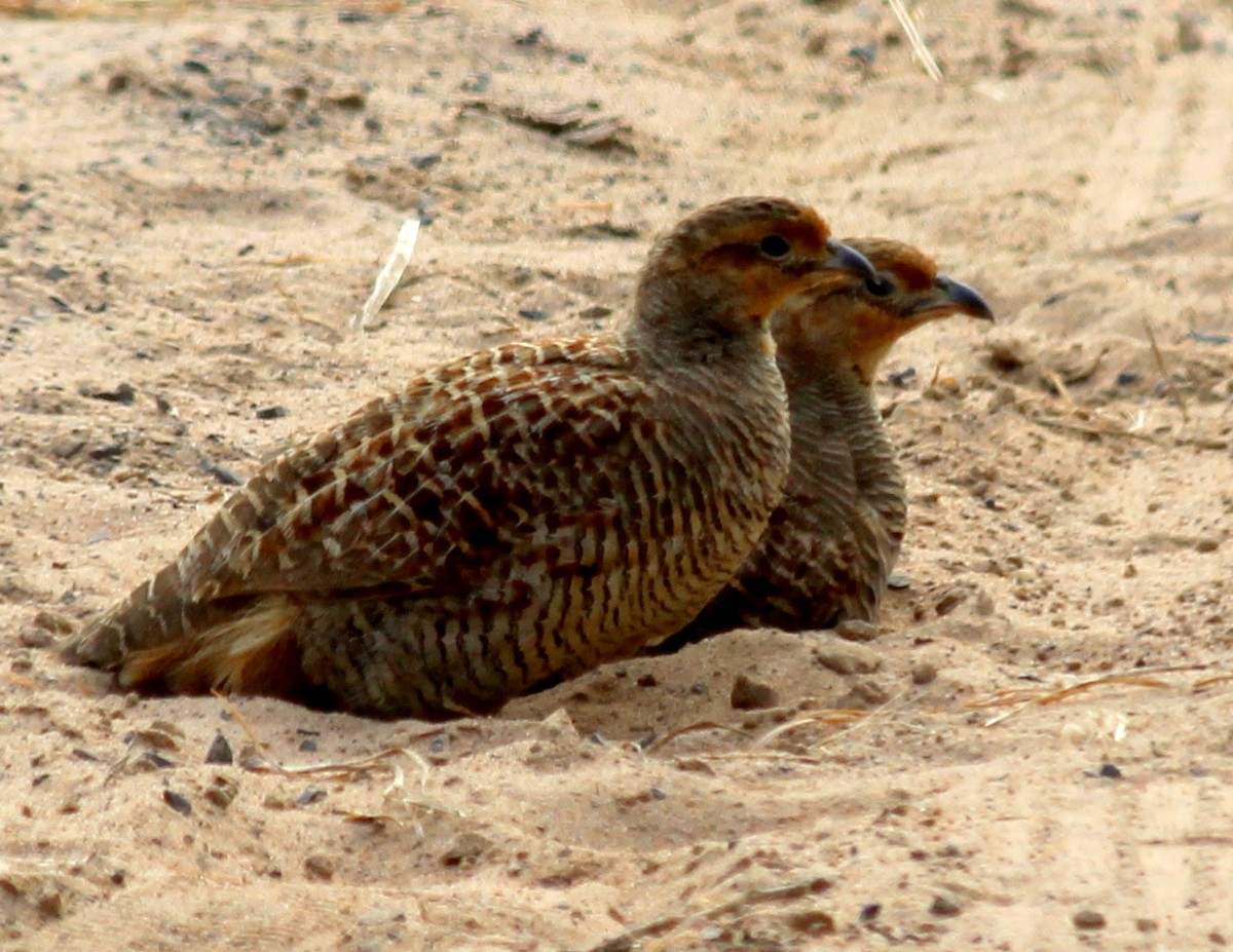 Gray Francolin - Rajubhai Patel