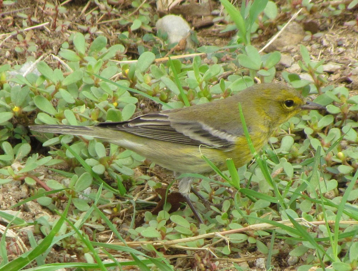 Pine Warbler - ML20626001