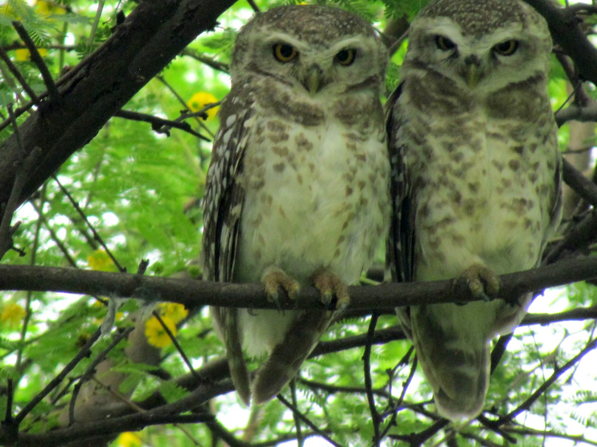 Spotted Owlet - Rajubhai Patel