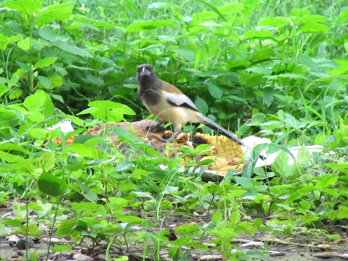 Rufous Treepie - ML206260611