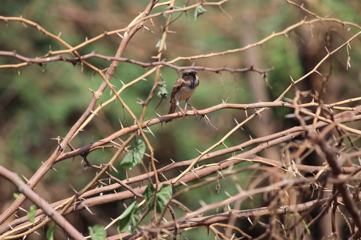 Moineau domestique - ML206261041