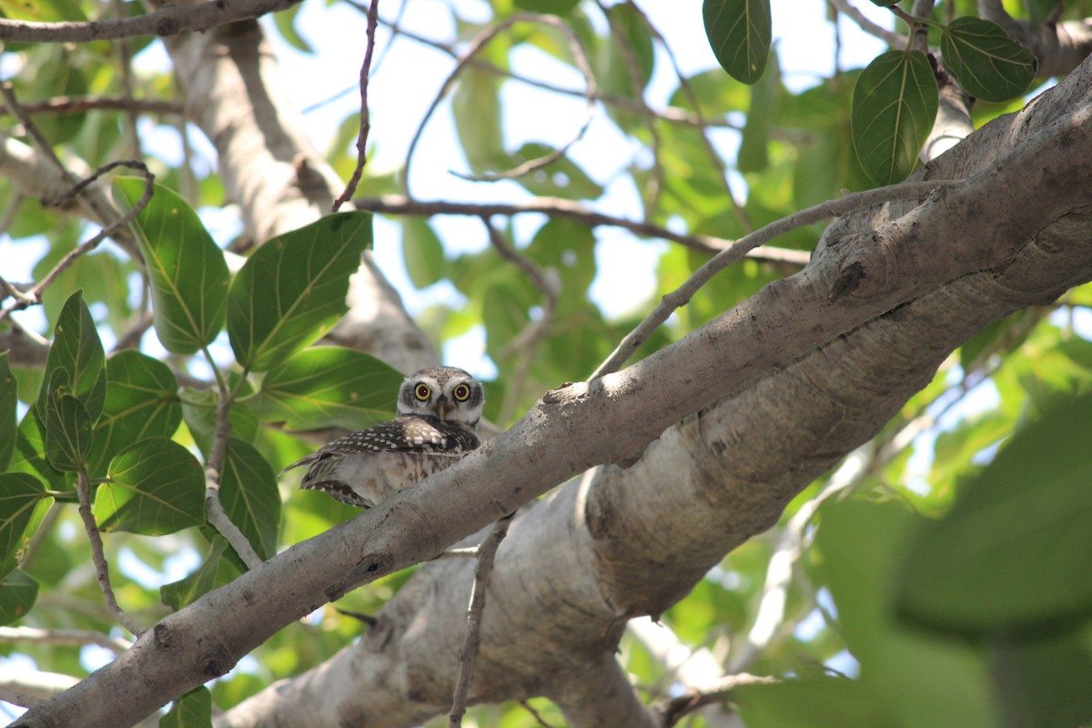 Spotted Owlet - Rajubhai Patel