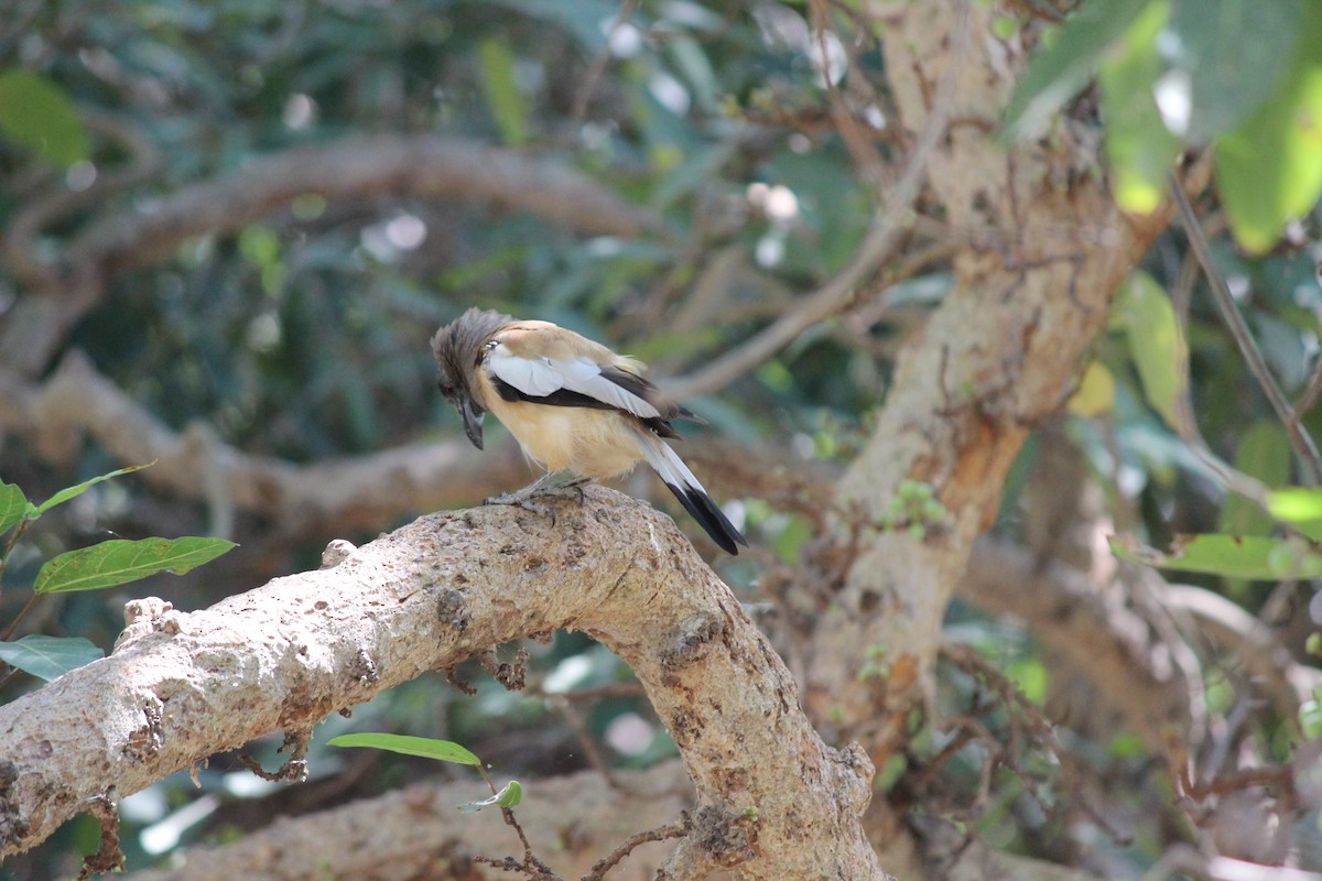 Rufous Treepie - ML206261091