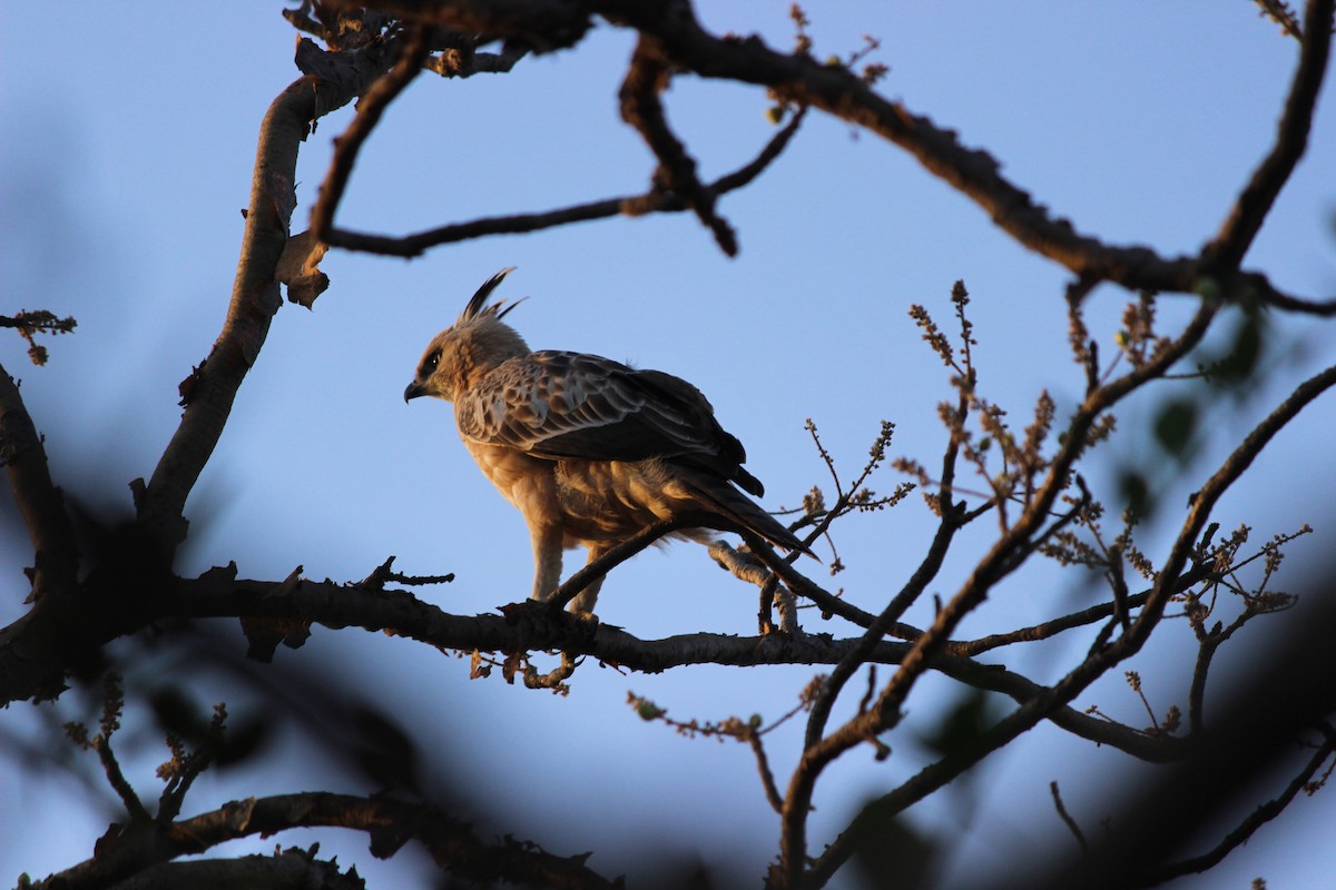 Changeable Hawk-Eagle - Rajubhai Patel 🦩