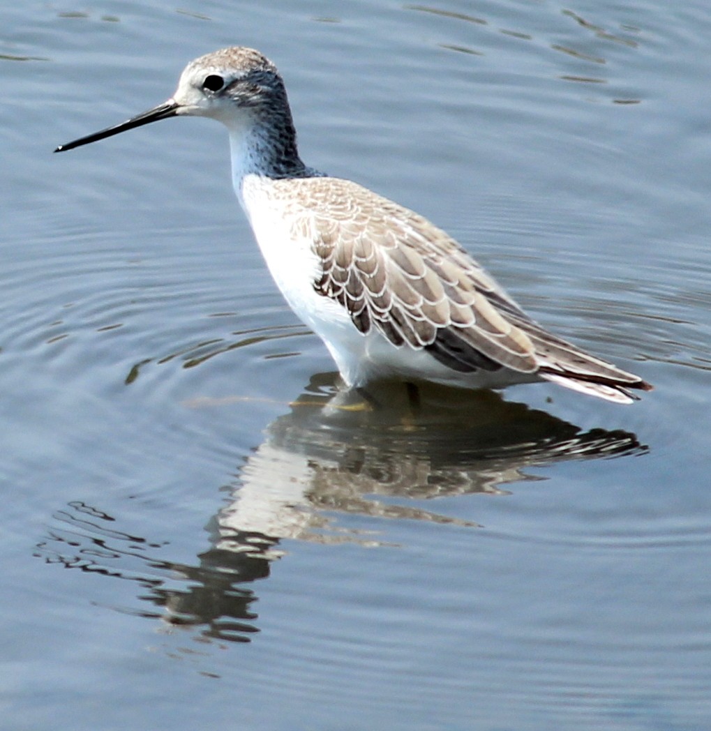 Marsh Sandpiper - Rajubhai Patel