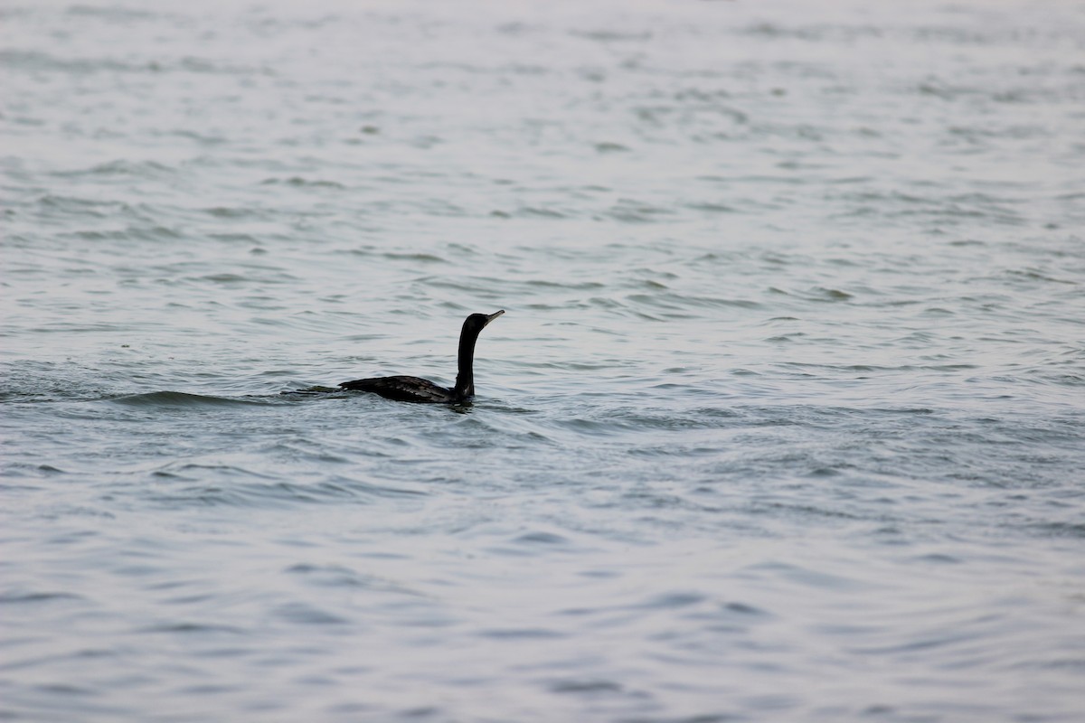 Little Cormorant - ML206261671