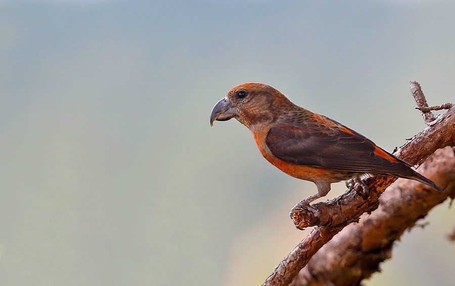 紅交嘴雀(meridionalis) - eBird