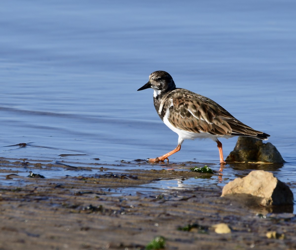 Алаг хайргач - ML206263151