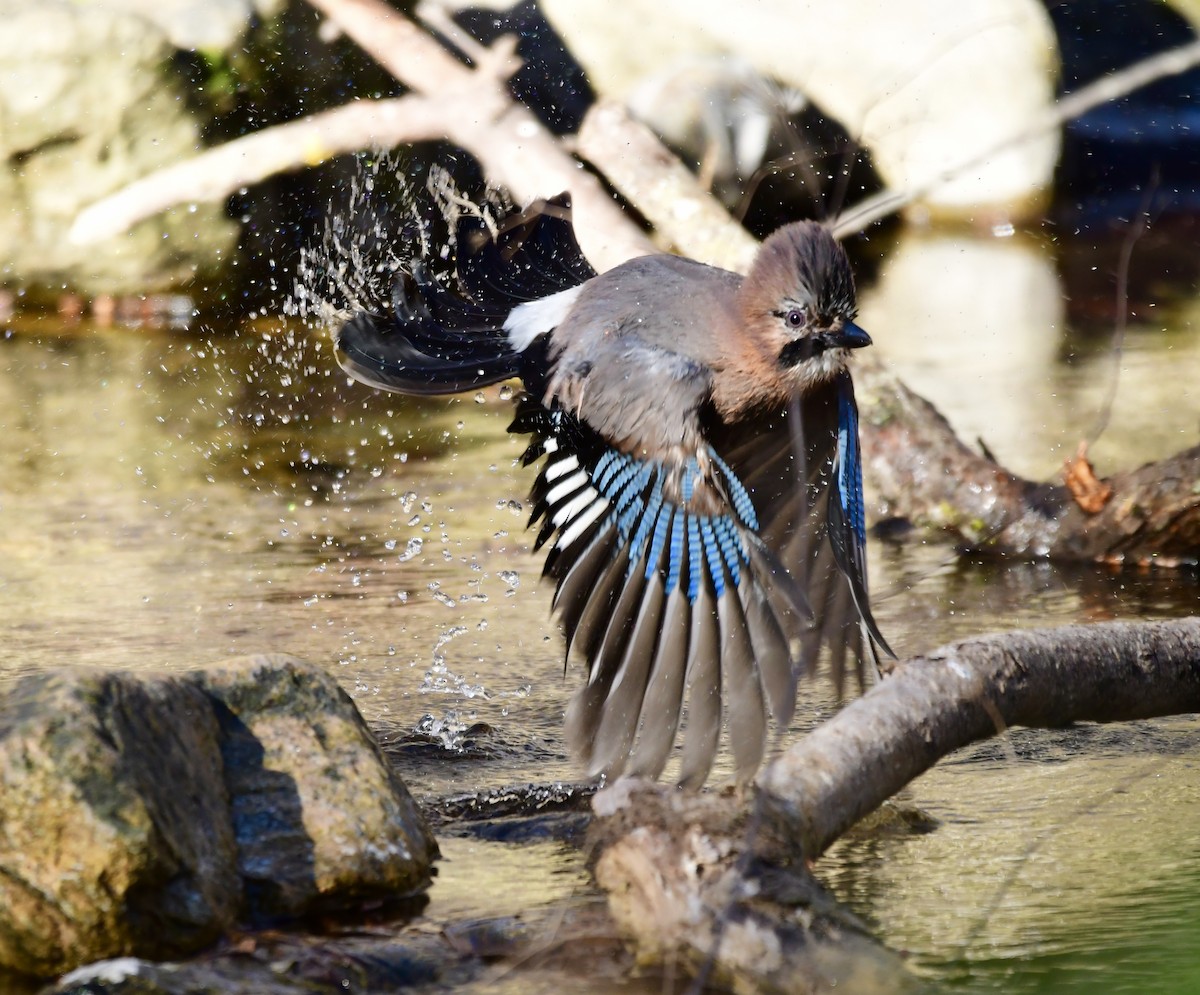 Eurasian Jay (Eurasian) - ML206263161