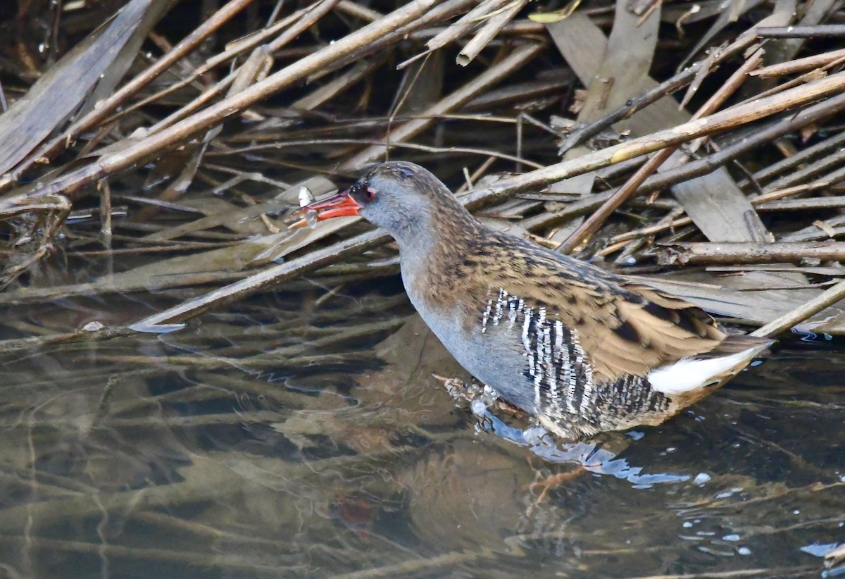 Усны түнжүүр - ML206263171