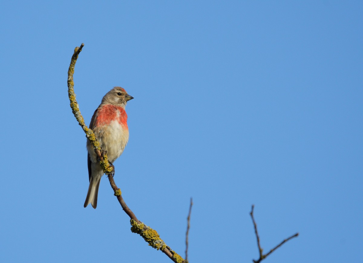 Алтан цэгцүүхэй - ML206263181