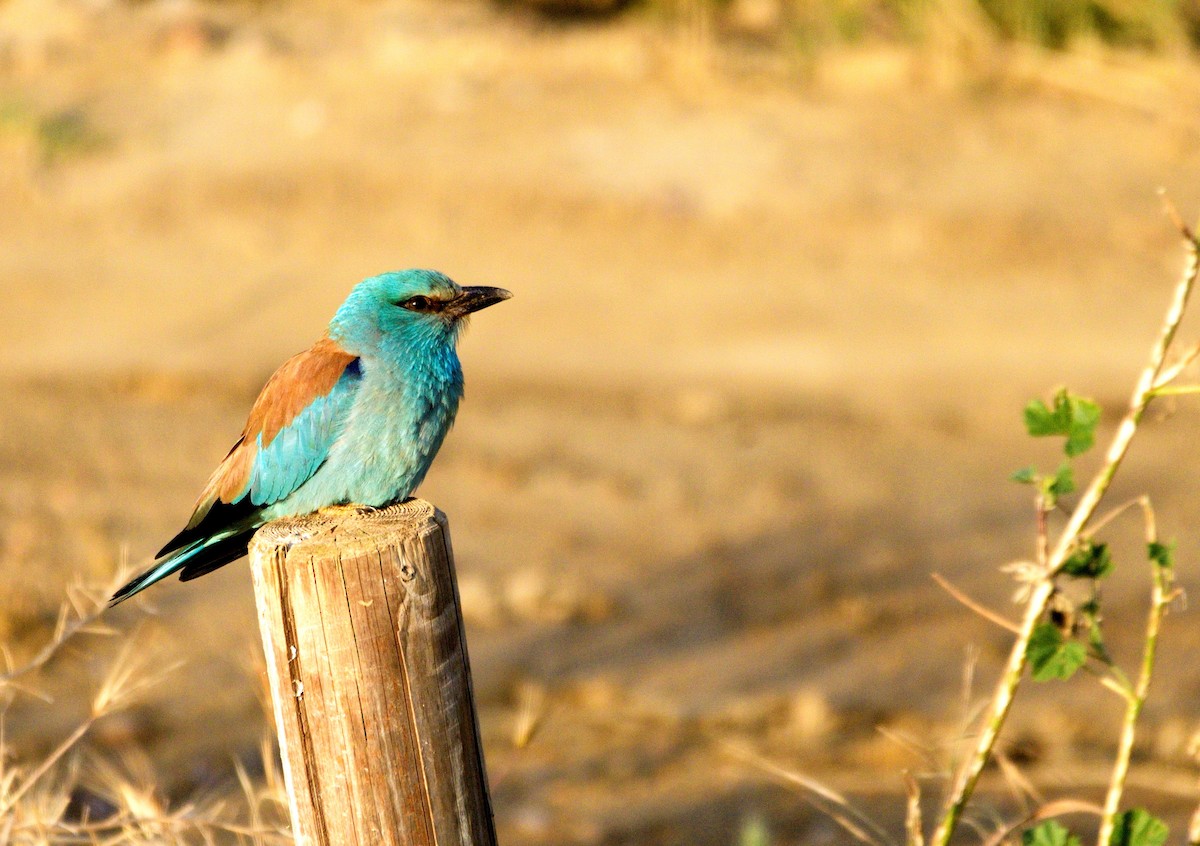 Өрнийн зүсэг - ML206263191