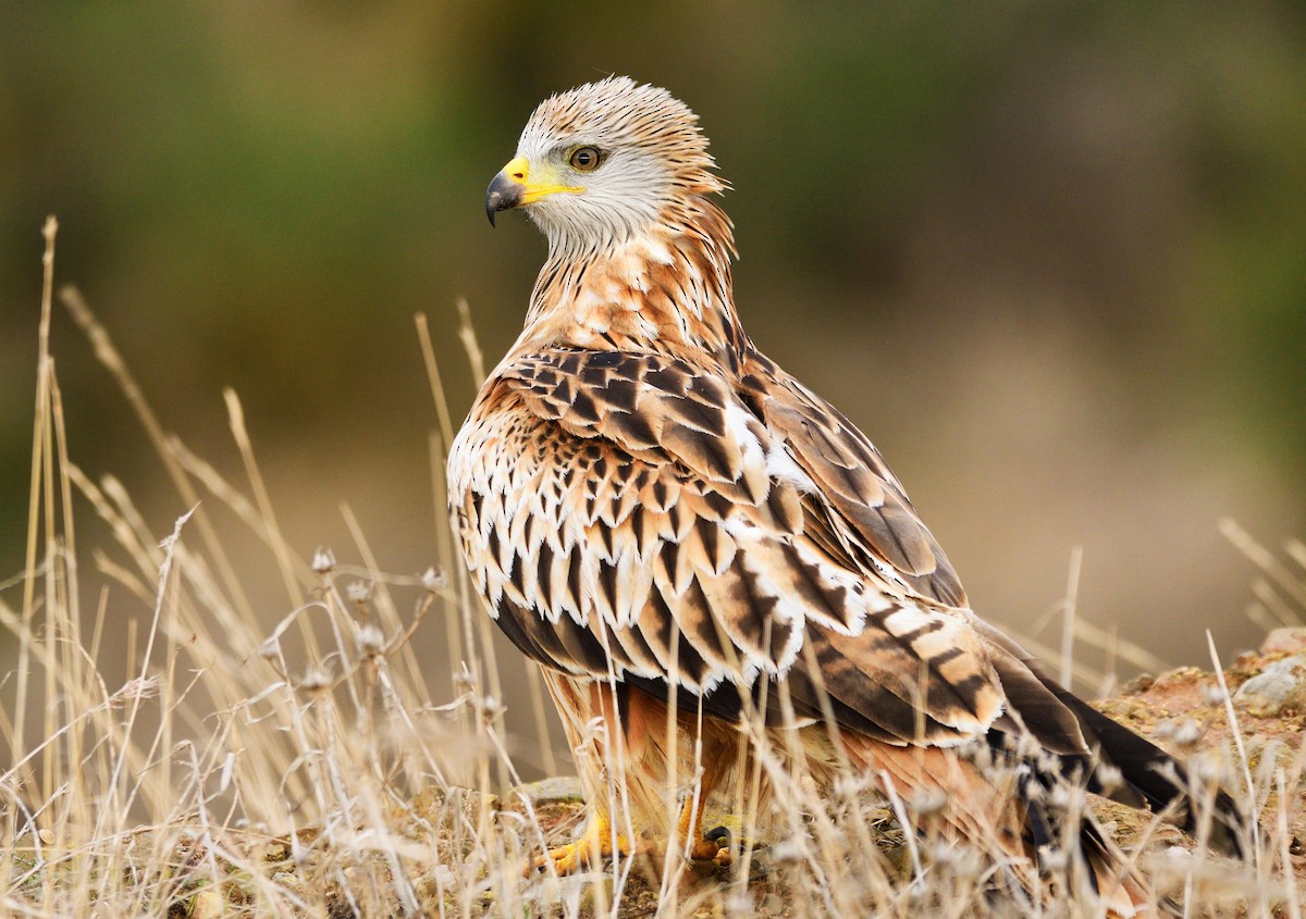 Red Kite (Red) - ML206263211