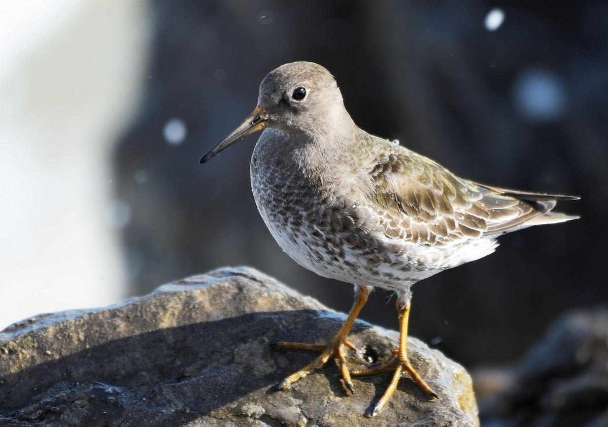 Purple Sandpiper - ML206263221