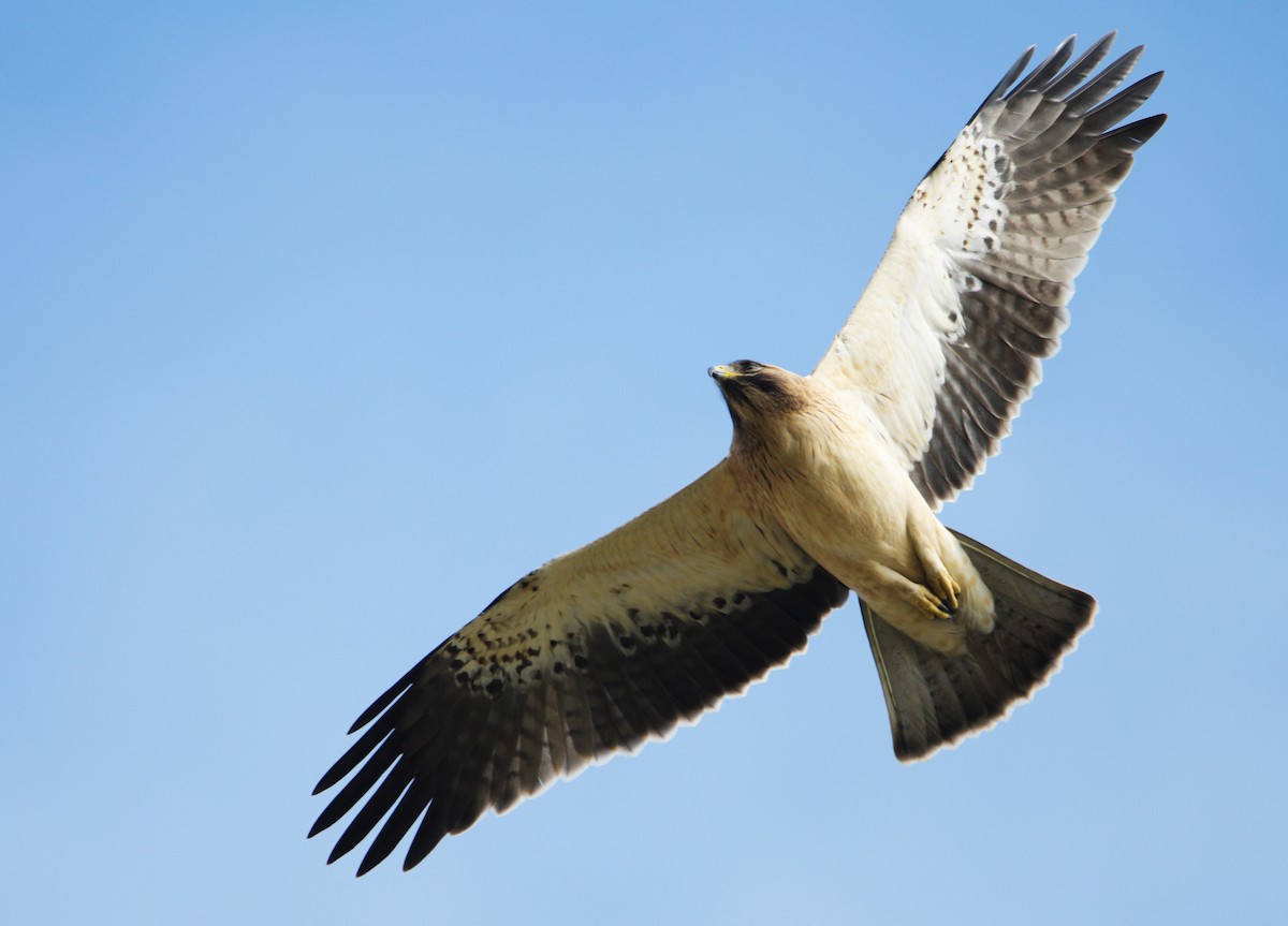 Бахим бүргэд - ML206263241